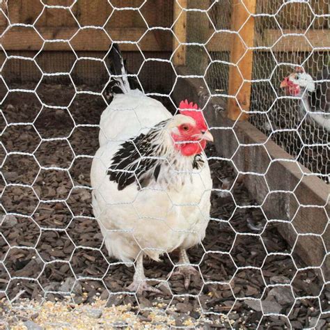 chicken wire screwfix|Chicken Wire & Poultry Netting .